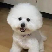 あけさんの画像