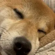 まんぼうの画像