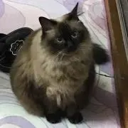 Anjo