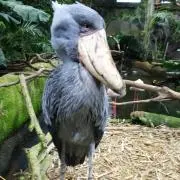 とめの画像