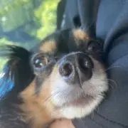 tomoの画像