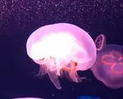 ばーびーの画像