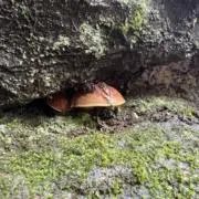 Yugayugaの画像