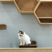 めぐ。の画像