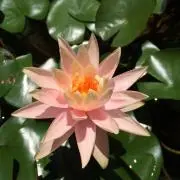 ハイカラジョーの画像