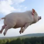 ashuの画像