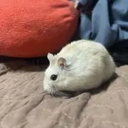 ぱるぱる