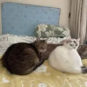 ひふみー