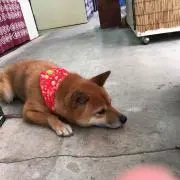 柴犬、生写真多数出品 ※概要欄必読