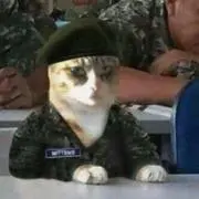 Major にゃんちむ 小吉の画像