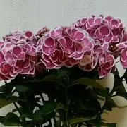 紫陽花の画像