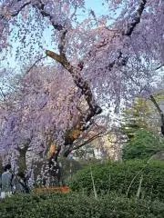 愛狂丸♪