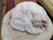 139くん