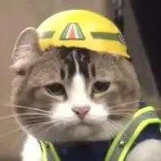 現場猫の画像