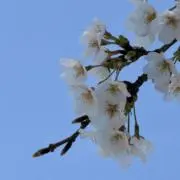 はなおの画像