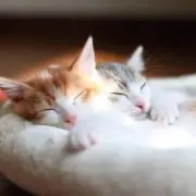 しょー