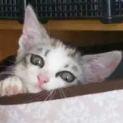 モナ