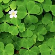Cloverの画像