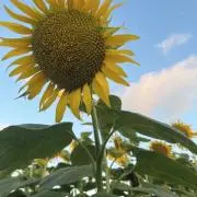 りんまるこの画像
