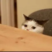 whimy:Pの画像