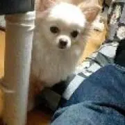 ベニヘペポ
