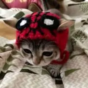 H.Iの画像