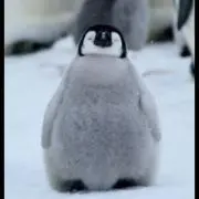 PENGUINの画像