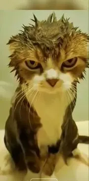 にゃめろうの画像