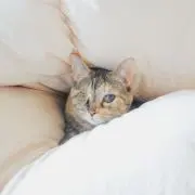 pondの画像