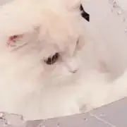 ♡の画像