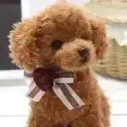 Bambi..☆の画像