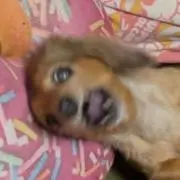りんりん