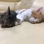 ゆーたの画像