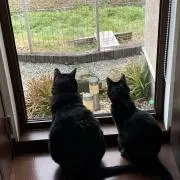 きょうこりんの画像
