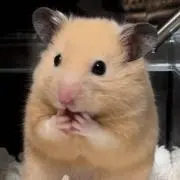 むーちゃんの画像