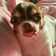 あいる