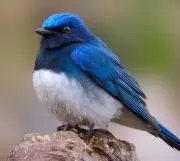 新品未開封】Laoynd VC8 コードレス掃除機 75Kpa ダニ除去ブラシ