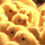 ひよこの画像