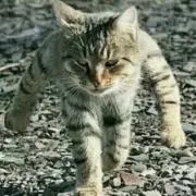 たた
