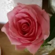 こぱんだの画像