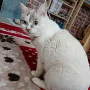ねこだま  プロフィールお読み下さい。