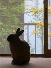 uuの画像