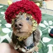 Haru@プロフ必読の画像