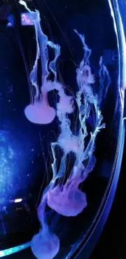 ぴっぴの画像