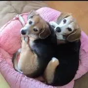 かざねの画像