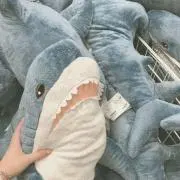 鮫 【※プロフ必読】の画像