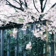 みやこ