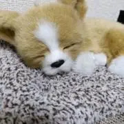 マヌル★新規とリピーター様割ありの画像