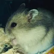 にの☆こじの画像