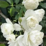 オペラ